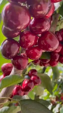 Техника обрезки вишневых деревьев🍒 #shorts #garden #советы