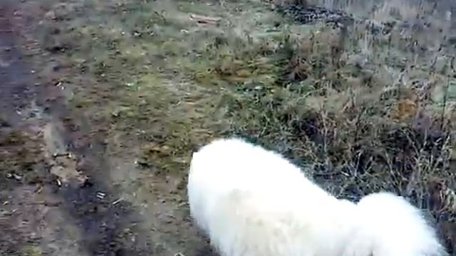 Чара на Оке, Каширская ГРЭС смотреть онлайн