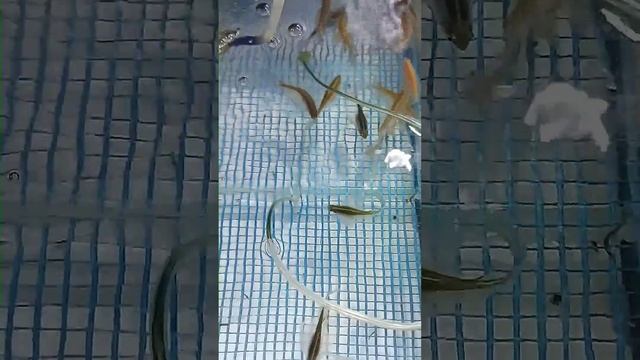 Данио Рерио вуаль леопард