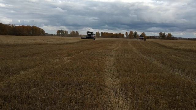 Уборка ячменя 2018 Acros 580-530 смотреть онлайн