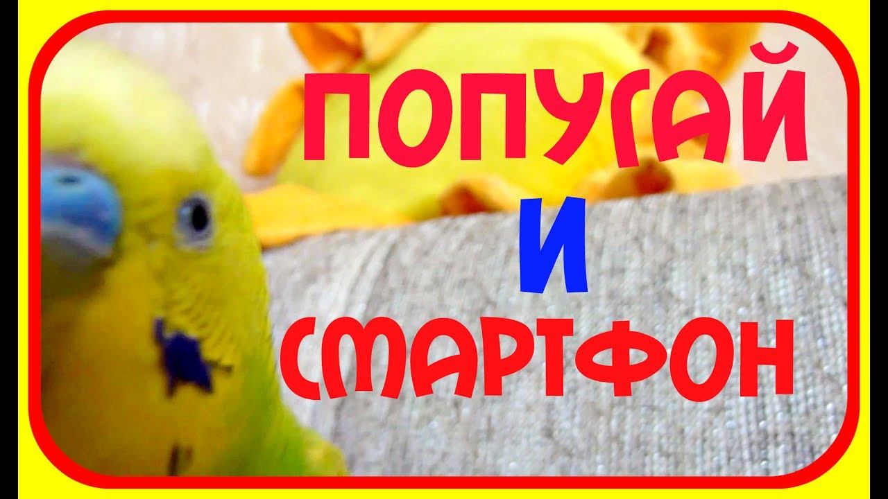 Попугай и смартфон//Забавный РУЧНОЙ попугай//Веселый РУЧНОЙ ВОЛНИСТЫЙ ПОПУГАЙ