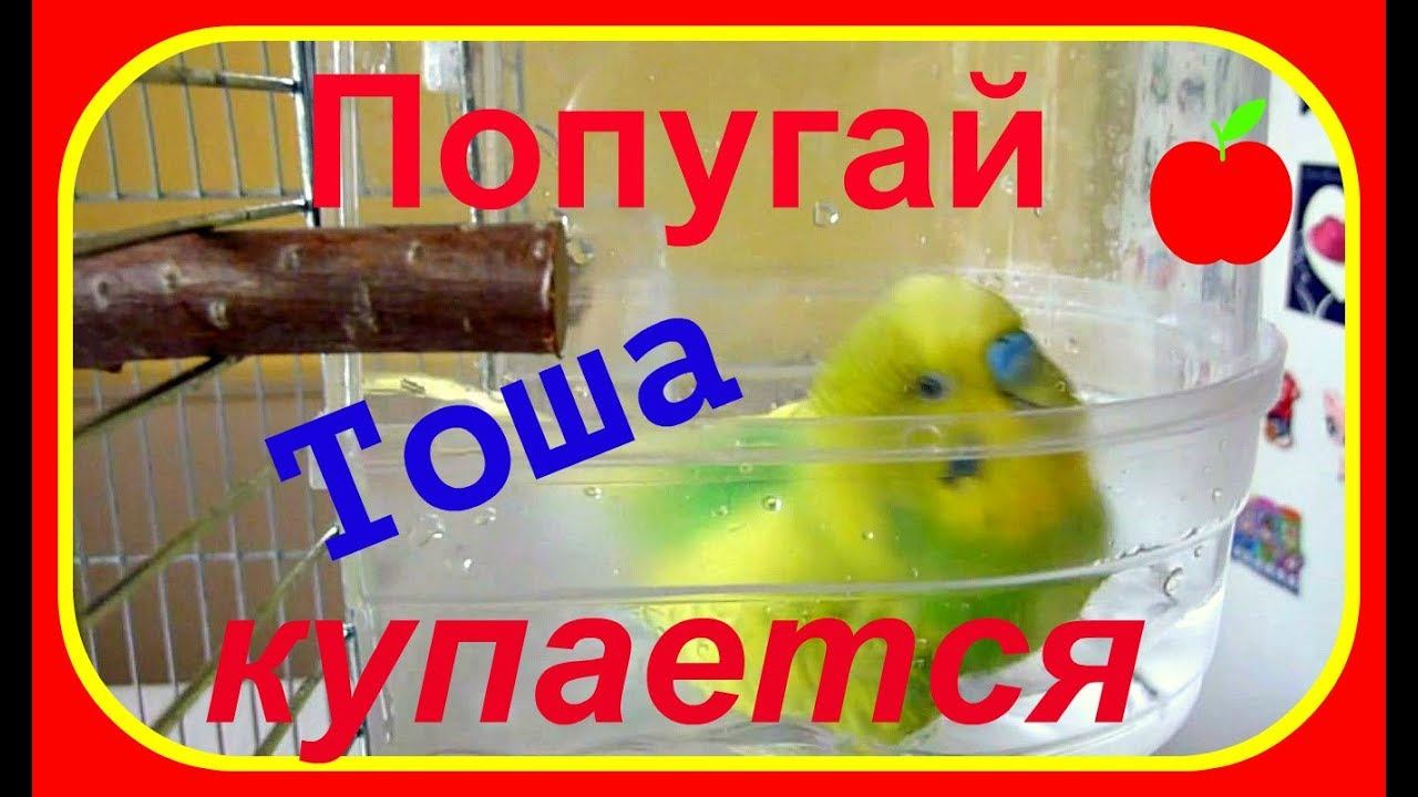 Купание попугая//Купалка для попугая//Уход за попугаем//Водные процедуры