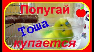 Купание попугая//Купалка для попугая//Уход за попугаем//Водные процедуры