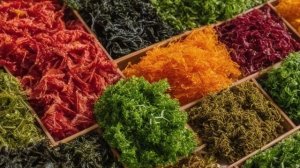 Водоросли для здоровья и красоты - Огородник