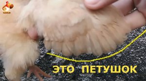 Как по крылышкам определить петушок или курочка ❣️😂🤗