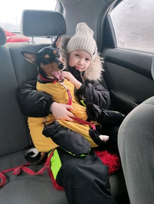 орехами лиса