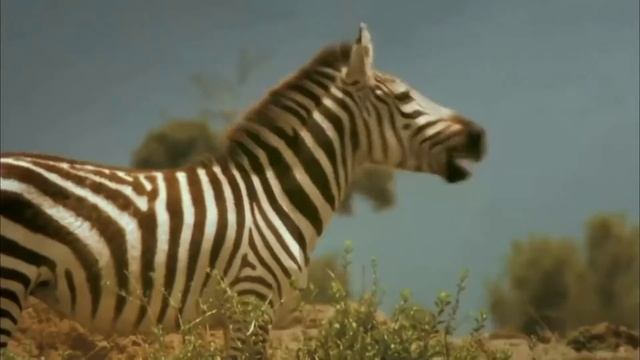 Hyena Attack Zebra In The Wild смотреть онлайн