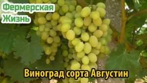Виноград сорта Августин