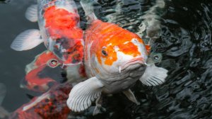 РР4 Озеро Медное — цветные карпы Русская Рыбалка 4 (90 серия)