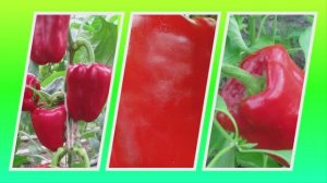 Перец Снегирёк