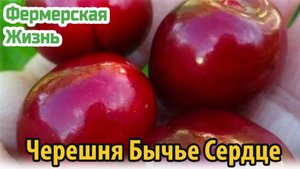Ягоды черешни Бычье Сердце – настоящее наслаждение вкусом