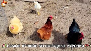 Курочки селяночки лучшие беспородные несушки 🥚 (92)
