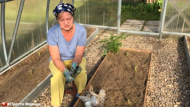 Подготовка грядок в теплице к следующему сезону  Сидераты