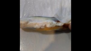 Спринг - роллы. #shorts