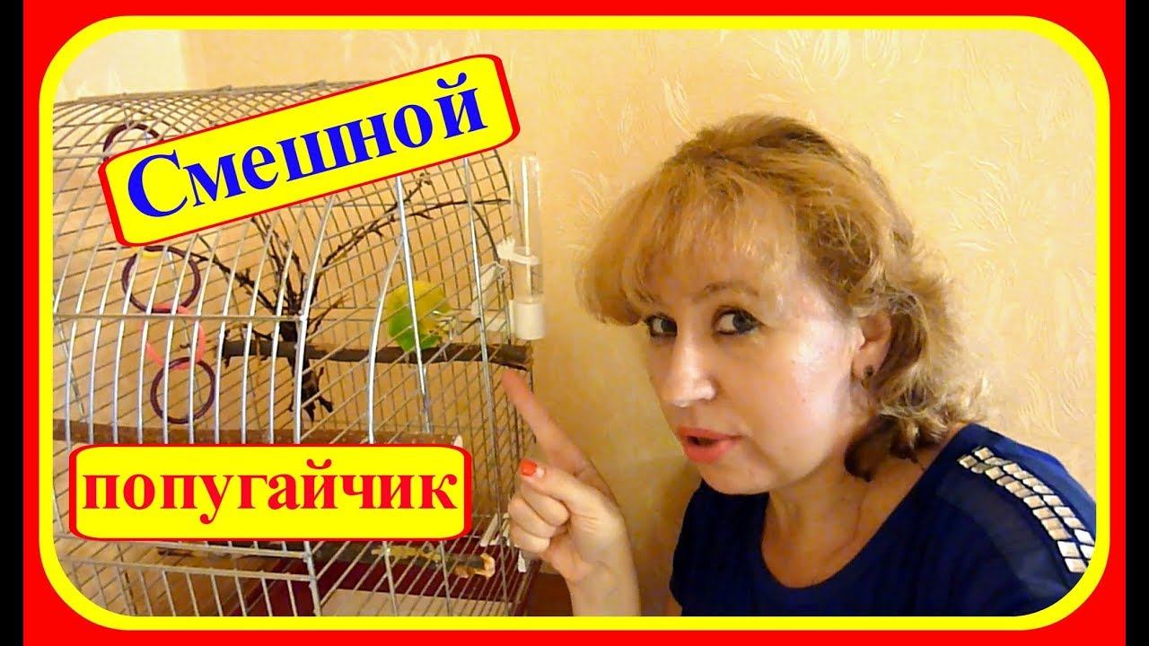 VLOG:Зеленый попугайчик Тоша передает привет!!!Волнистый смешной попугай