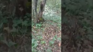 Дорожка из груздей 👍