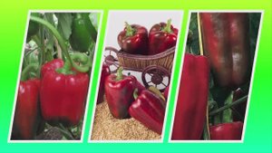 Перец Желанный