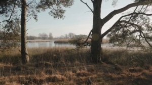 Озеро за двумя деревьями в лесу