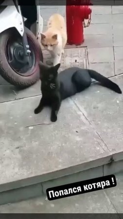 Попался котяра!