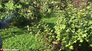 Смородина уход осенью, санитарная обрезка после плодоношения