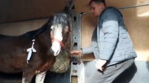 Дэвис едет домой в Новосибирск - Конный клуб Бартель