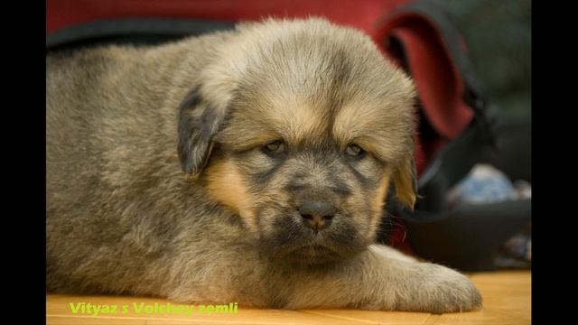 Щенки тибетского мастифа питомника РКФ С ВОЛЧЬЕЙ ЗЕМЛИ. Родились в январе 2020 года. Кобели,1 месяц.