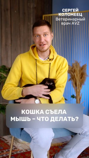 Кошка съела мышь – что делать?