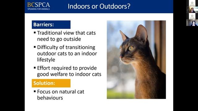 Birds and Cats: Innovative Solutions for Finding Common Ground