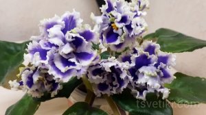 Фиалка ПТ-Тучи в голубом (сел. Т. Пугачевой)