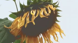 Подсолнечник