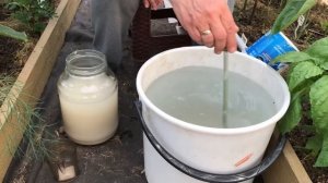 Чем подкормить огурцы.  Дрожжевая подкормка.