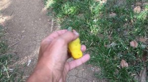 Как растут орешки кешью. Cashew nuts