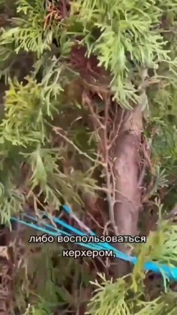 Чистка хвойных.