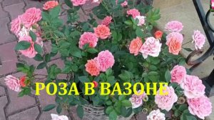 РОЗА В ВАЗОНЕ. ВЕСЕННИЙ УХОД