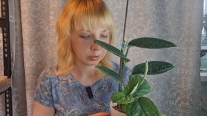 Эпипремнум Марбл Планет на фитильном поливе.