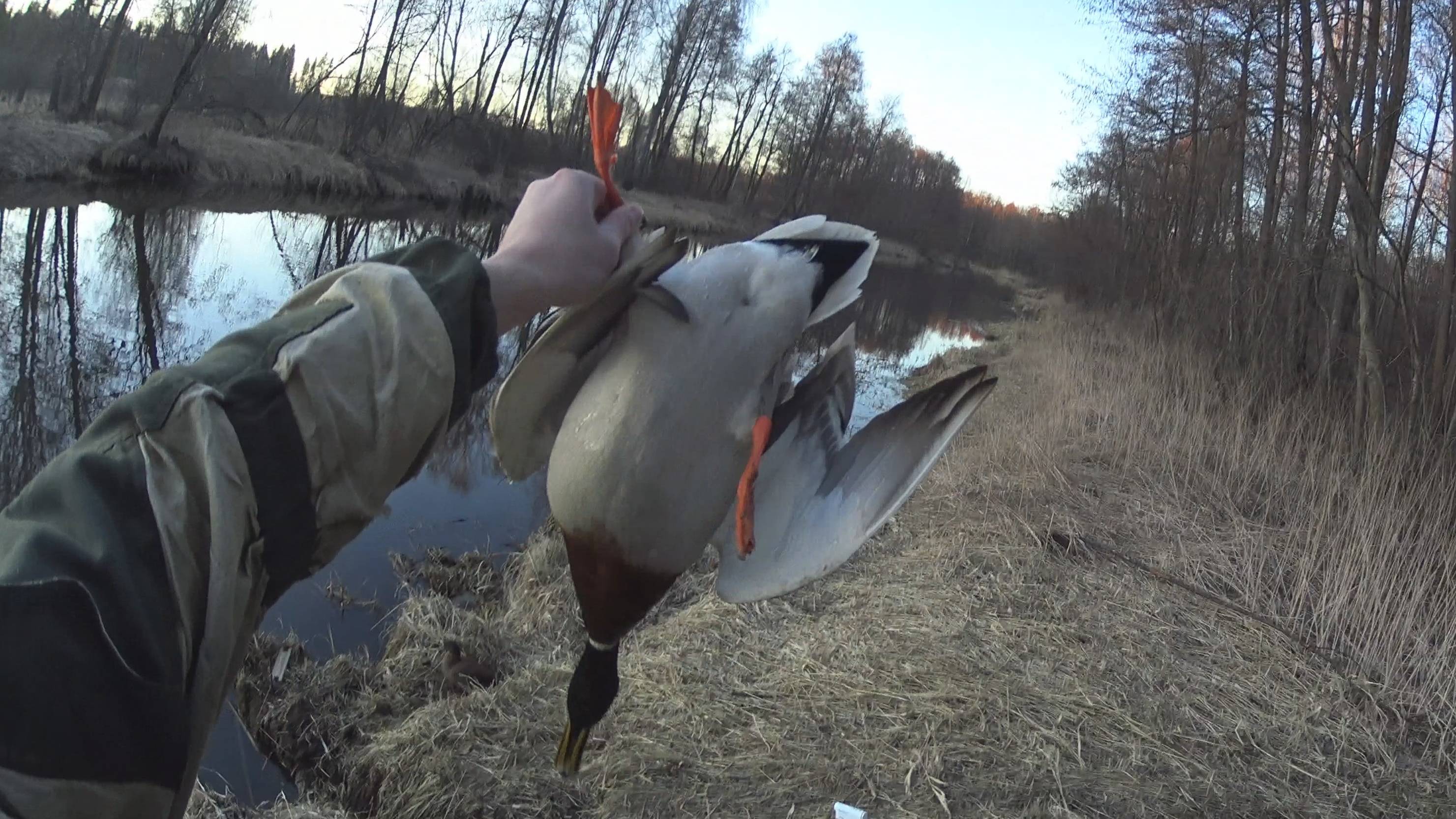 Весенняя охота 2025 с подсадной уткой смотреть онлайн