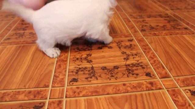 девочка вестик смотреть онлайн