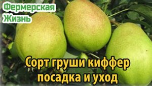 Сорт груши киффер описание, посадка, уход