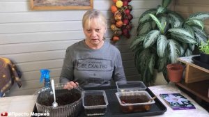 Лилии. Размножение лилий чешуйками.