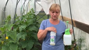 Паутинный клещ. Как избавиться. Профилактика в теплице.