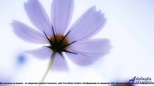 ❤❤❤ Клип, от которого немеешь - Christmas 4 -- Magenta Six -- Christmas.mp4