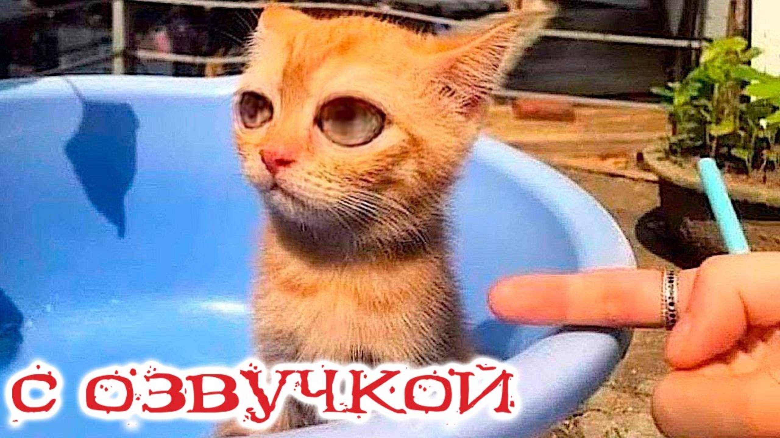 Приколы с котами! Самая смешная ОЗВУЧКА животных! Тест на психику!