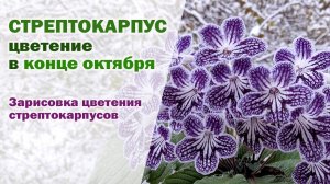 Мои ЦВЕТУЩИЕ стрептокарпусы I ОСЕННЕЕ цветение стрептокарпусов