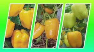 Перец Белая ночь