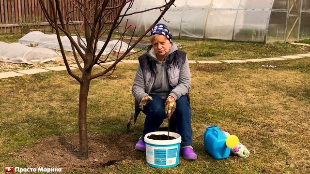 Подкормка деревьев и кустарников весной.