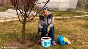 Подкормка деревьев и кустарников весной.