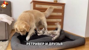 Золотистый ретривер и его друзья милые питомцы 🐕 выпуск (16)