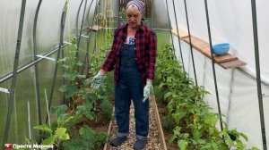 Помидоры, огурцы в теплице. Отвечаю на вопросы.