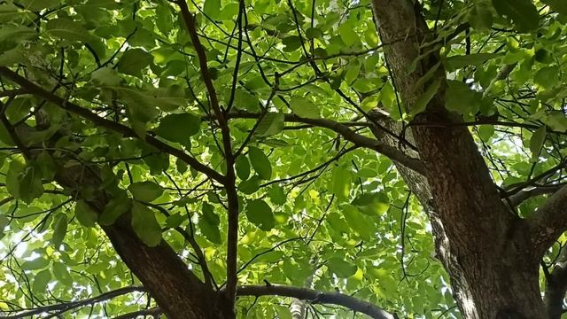 25 июля День Плакальщика. Что делать нельзя. Народные приметы и традиции.