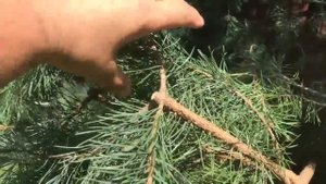 Обрезка сосен со снижением кроны